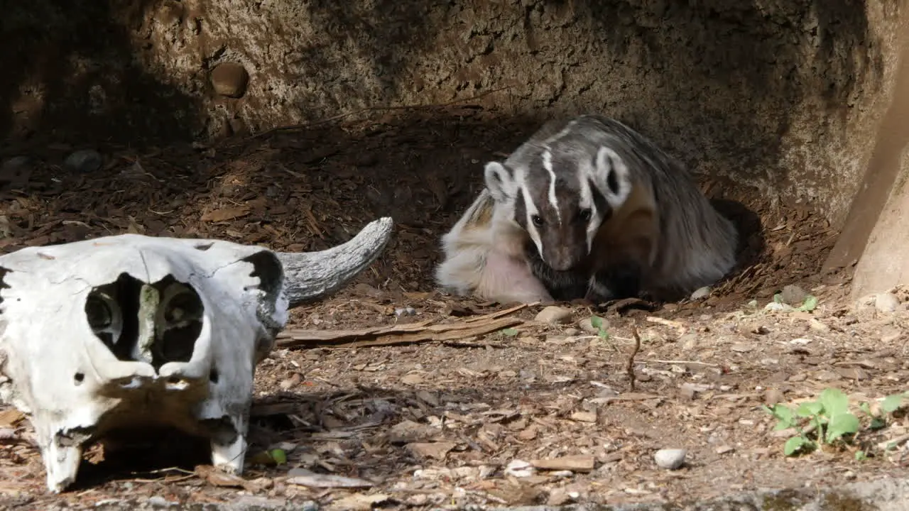 Badger Curls Up By Skull