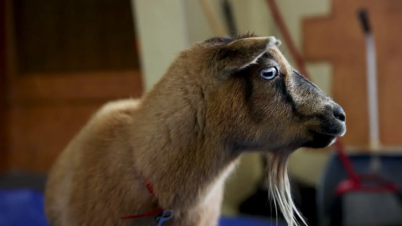 Adorable Nigerian Dwarf Goat with Blue Eyes at Petting Zoo Close-up