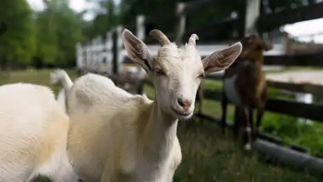 Herd of goats in the field