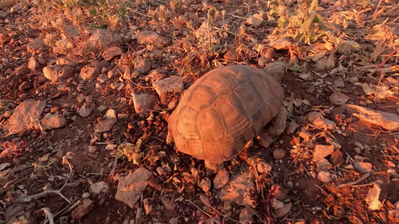 Enchanting Tortoise Strolling in Nature Captivating Close-Up of a Beautiful Wild Tortoise Enjoying a Slow Life in Its Natural Habitat