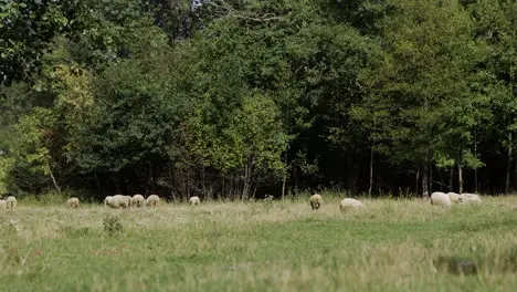 Herd of sheep in the field