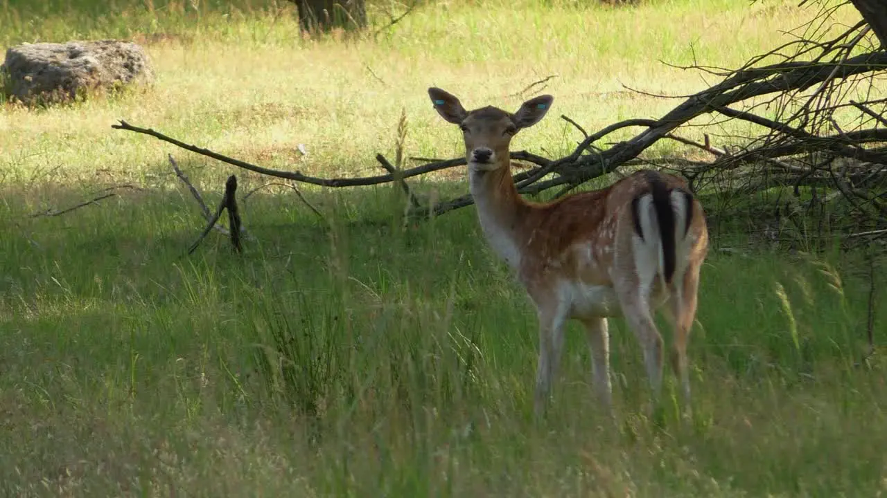 Deer chewing grass and leaving