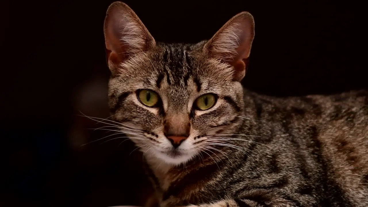 A European Shorthair cat rests open her eyes and looks towards camera