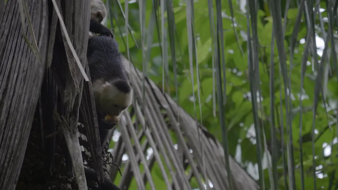 Capuchin Monkey hanging from a tree eating fruit in Manuel Antonio National Park Costa Rica