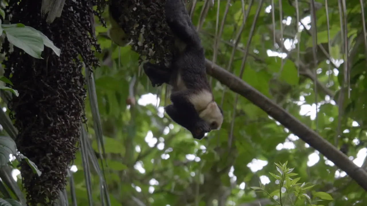 Cute Capuchin monkey hanging from a tree eating fruit in Manuel Antonio Costa Rica