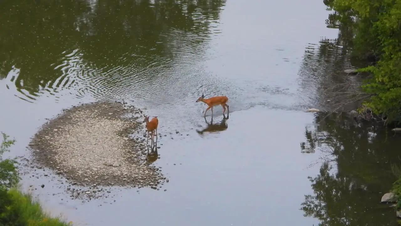 Deer walking in shallow river water animal mammal in forest nature landscape