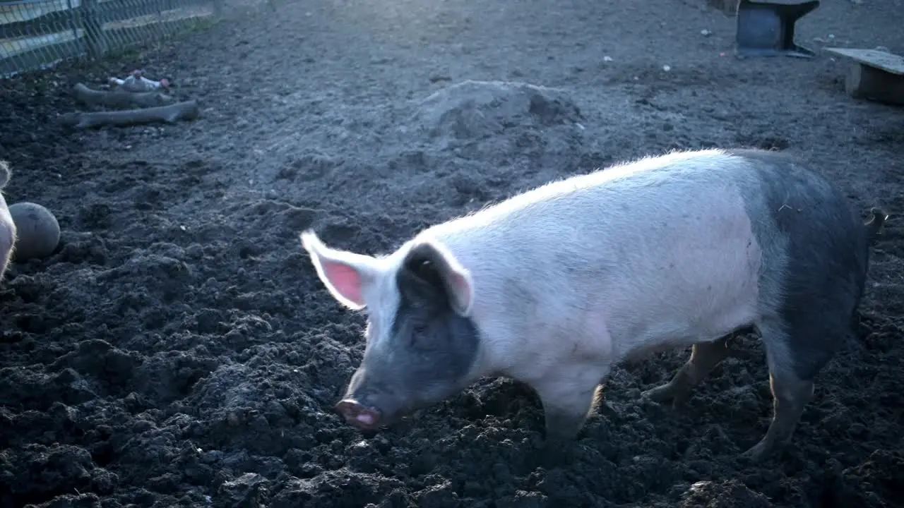 A Pig on a sunset on a warm day