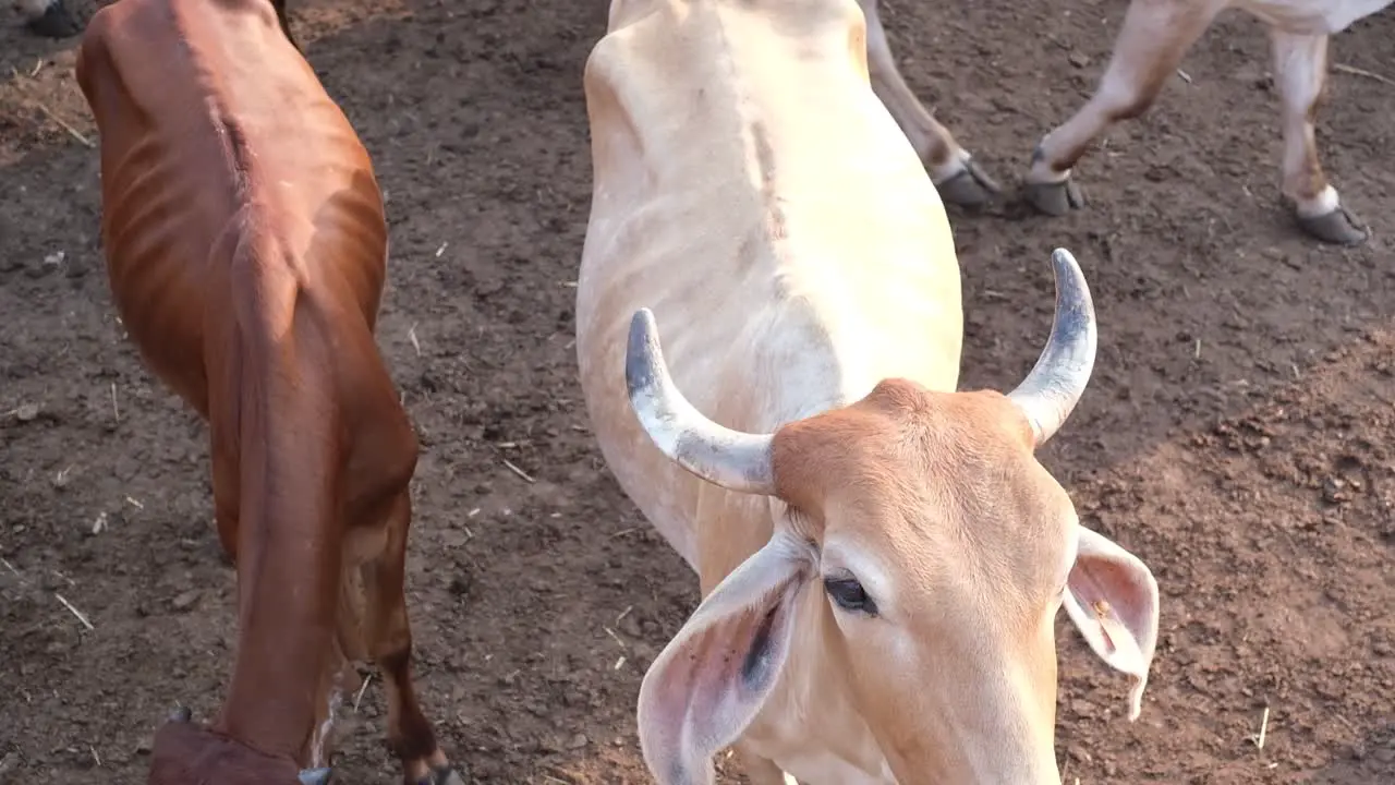 Scene from above in which a lot of Gir cow is looking at the camera in the cowshed