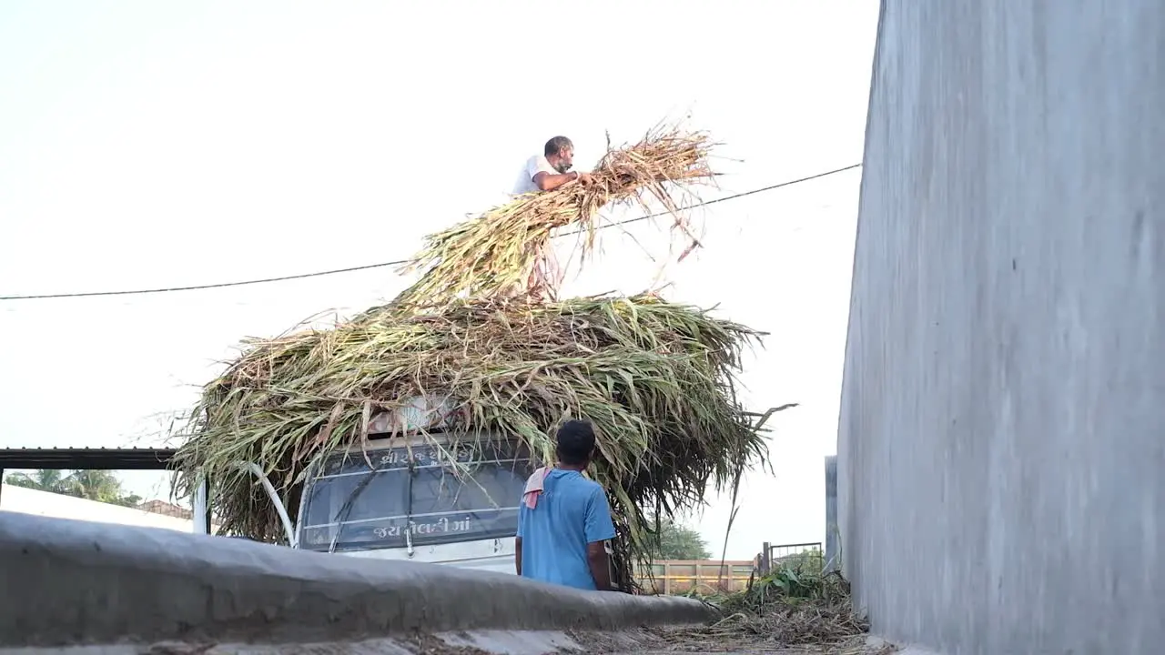 wide scene with lots of people putting kibble and fodder into the manger for the cows