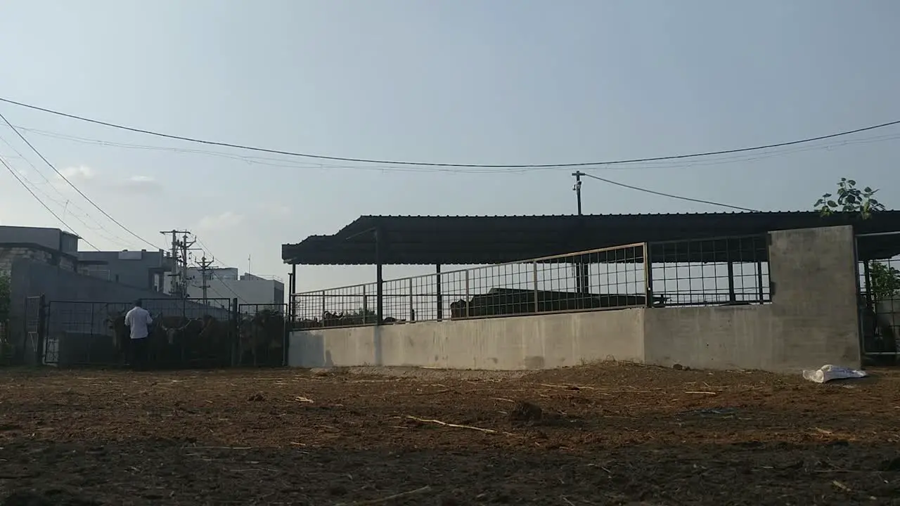 wide scene in which the door to a large barn is being opened and the cows are rushing out