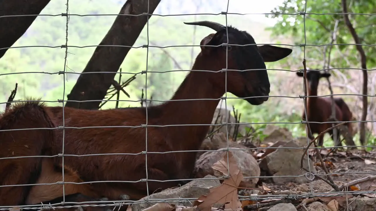 Mallorcan wild goat lying down