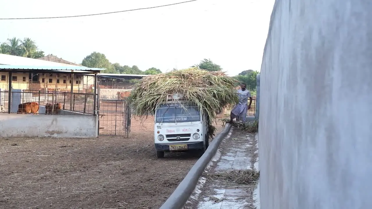 Distant scene in which fodder is being put out for cows in a cowshed