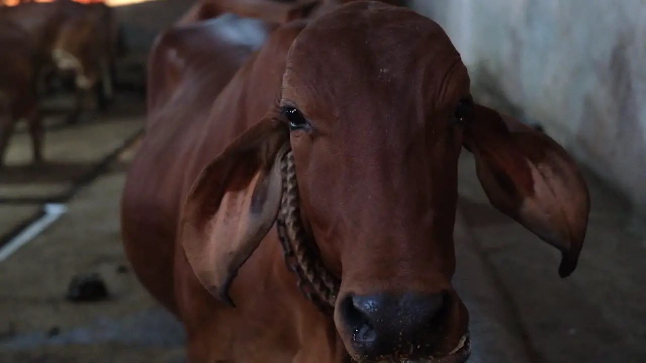 close-up scene showing a gir cows looking at the camera