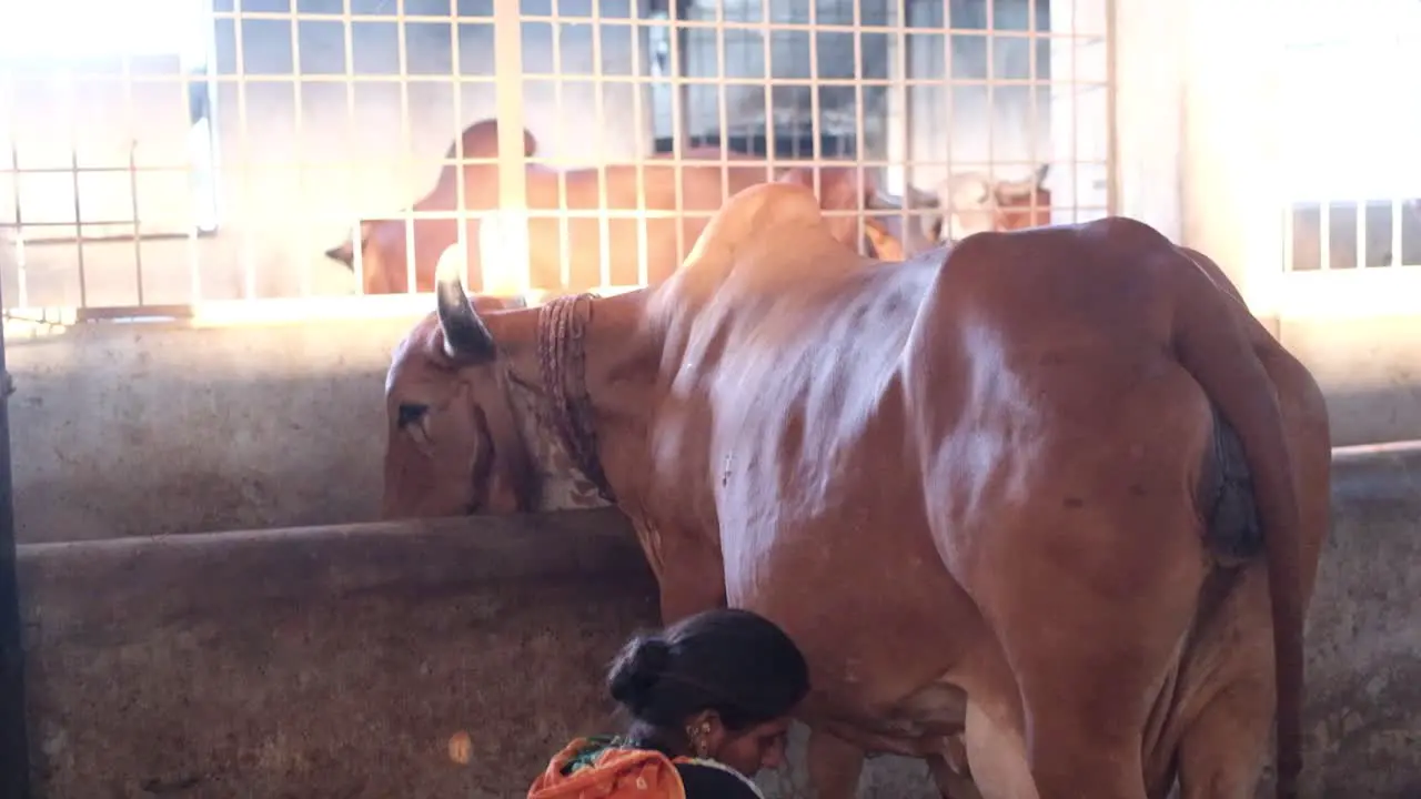 A woman is milking a cow a woman is milking a tow by laboring with both hands in the traditional method