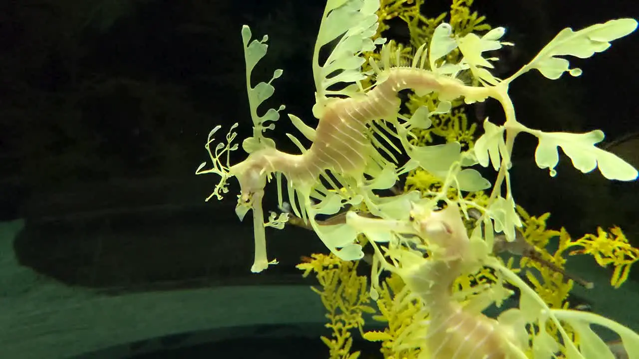 Leafy seadragon underwater in the ocean