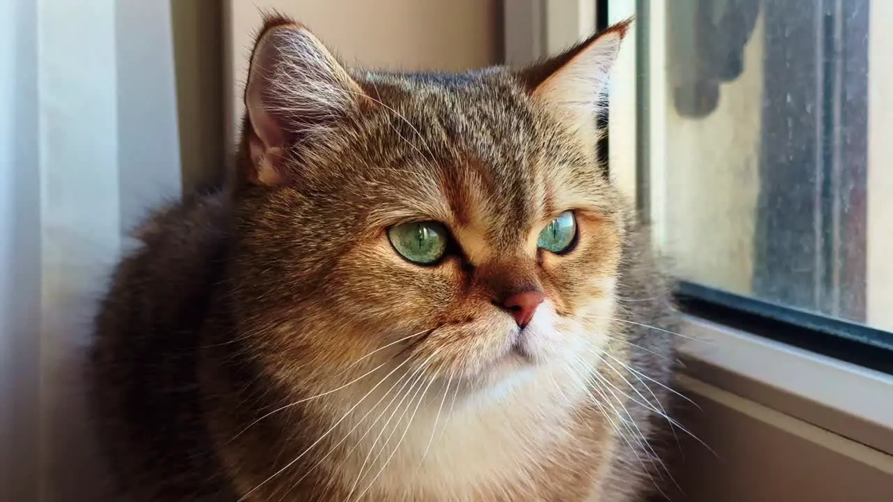 British short hair cat with stunning green eye standing on a window ledge