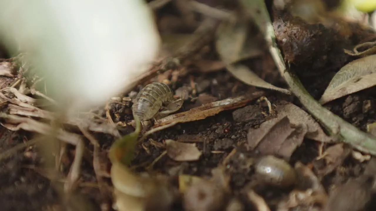 wood louse eating on the dirt