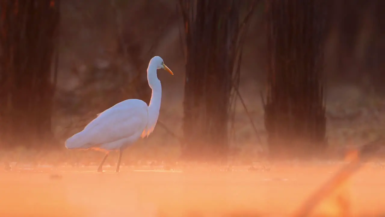 The great Egret Fishing in Beautiful Backlit of Morning