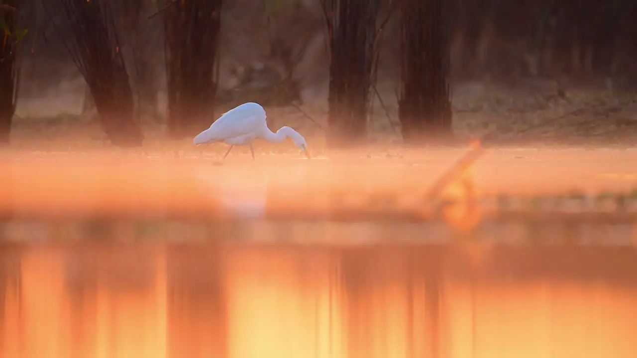 The Beautiful bird Great Egret Fishing in Lakeside in Morning of Winter