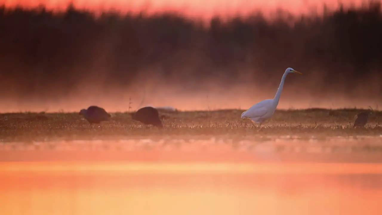 Great Egret Fishing in wetland in Misty Morning