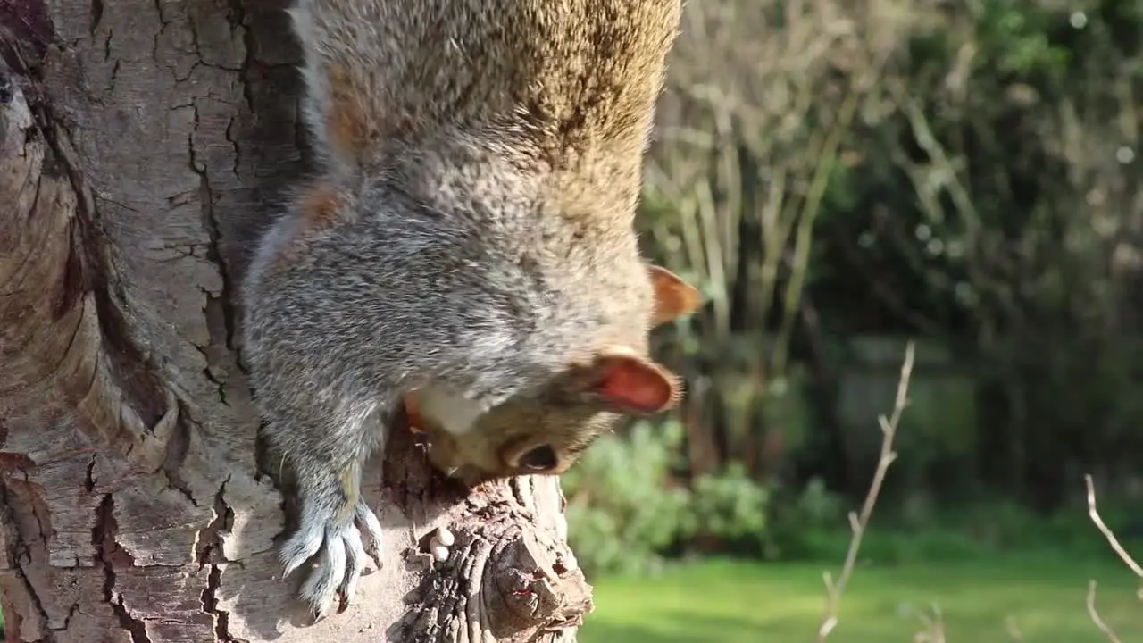 Close up of grey squirrel eating hanging vertical on the tree and eating from hole in the tree bark