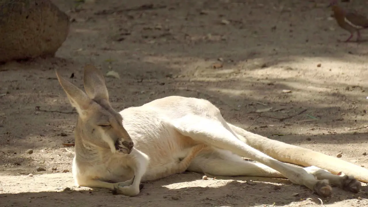 Red kangaroo rests peacefully basking in the sunlight