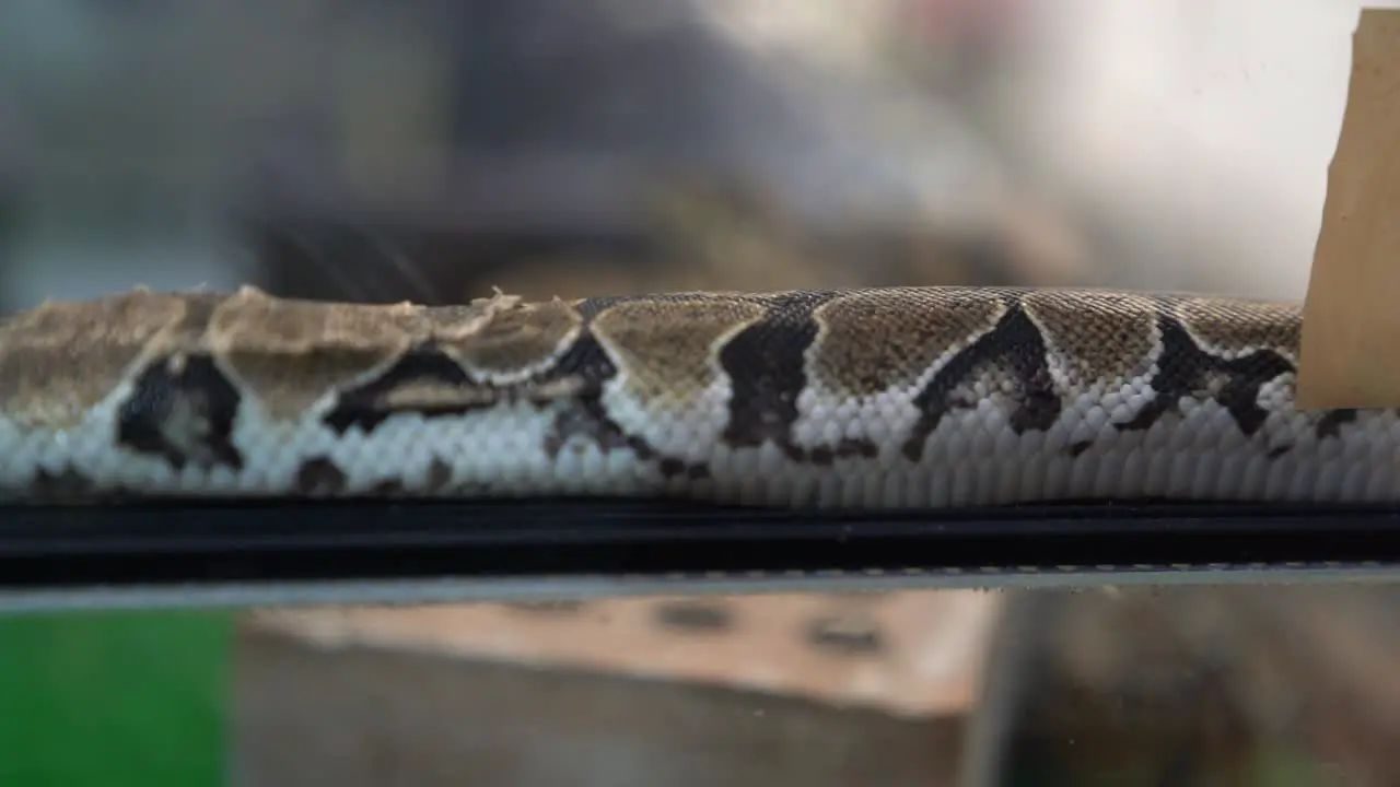 a reapproched video of the skin of a snake in a cage of glass