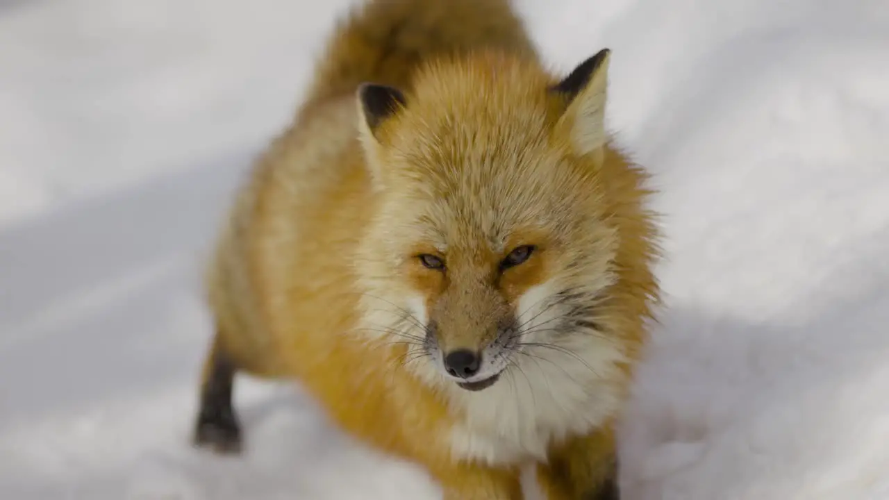 Beautiful Fox in the Snow