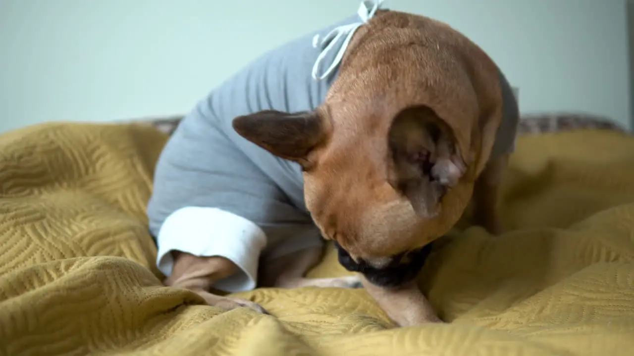 Full body shot of french bulldog puppy wearing grey costume licking his wounded leg while sitting on a bed