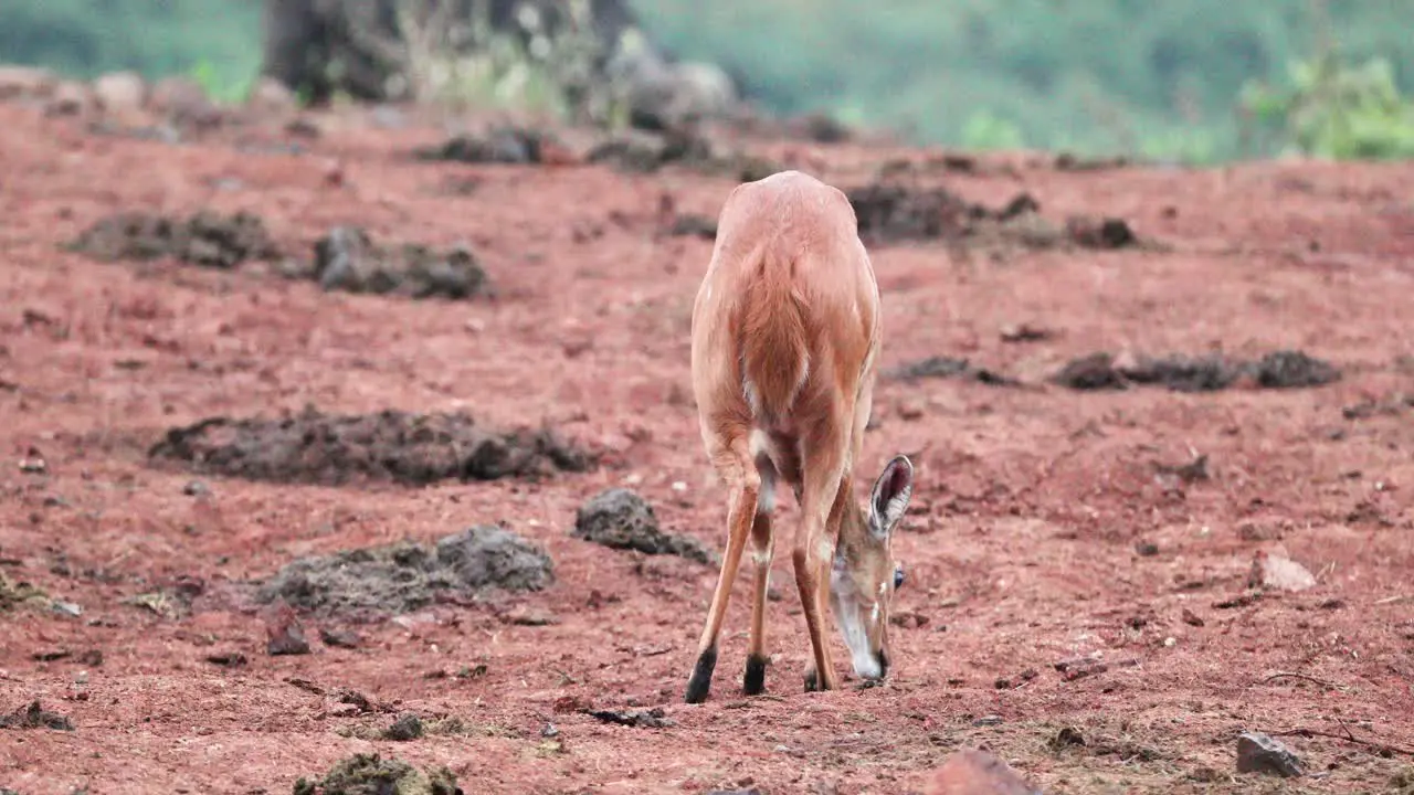 An Antelope In The Wild In Aberdare Range Kenya Wide Shot