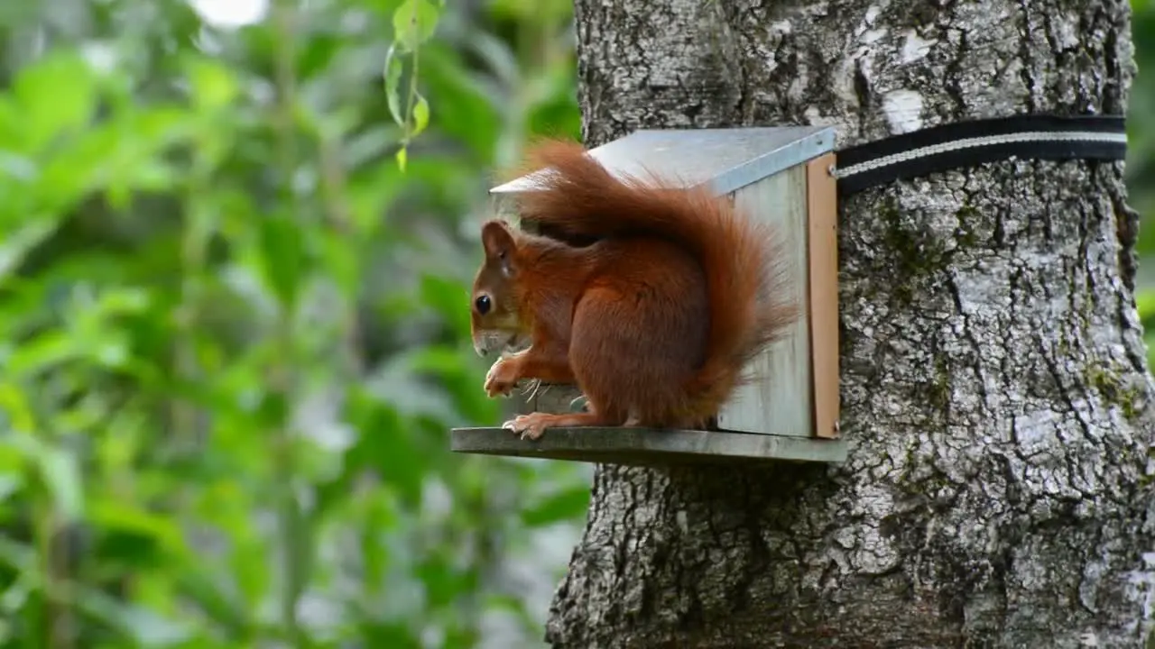 Close up of red squirrel eating standing on an artificial wooden holder located at the tree