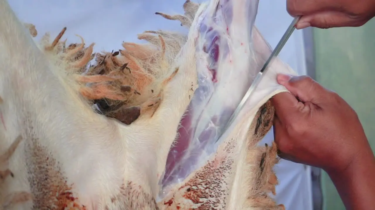 The process of removing the lamb skin slaughter process skinning sheep animals