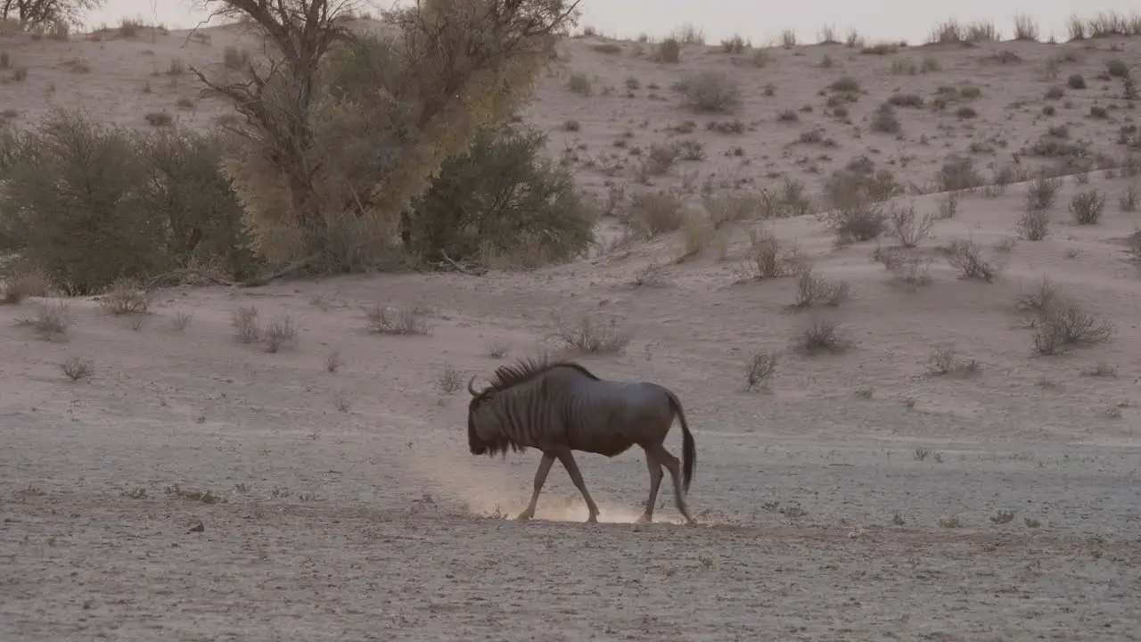 Wildebeest Walking Alone On The Dry Land In Botswana Wide Shot