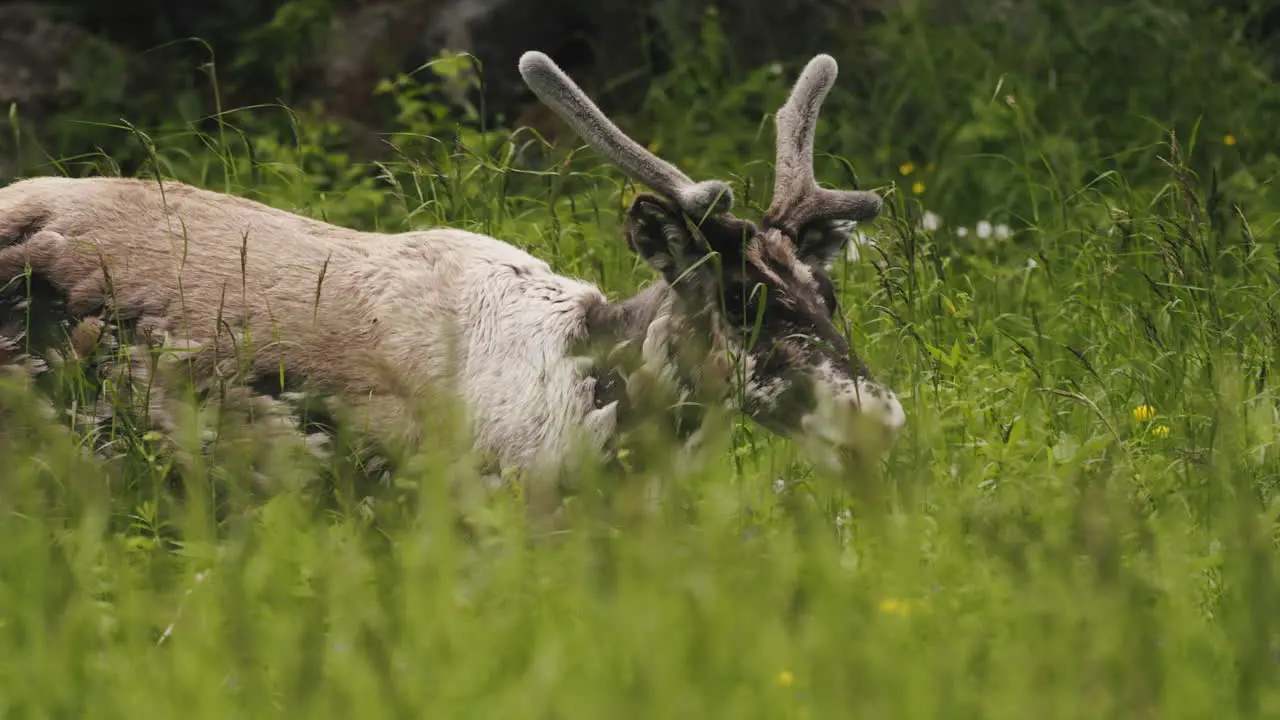 reindeer walking by a grassy field during summer time