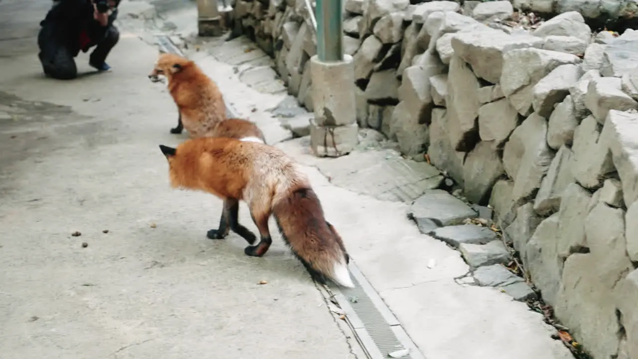 Foxes In Miyagi Japan