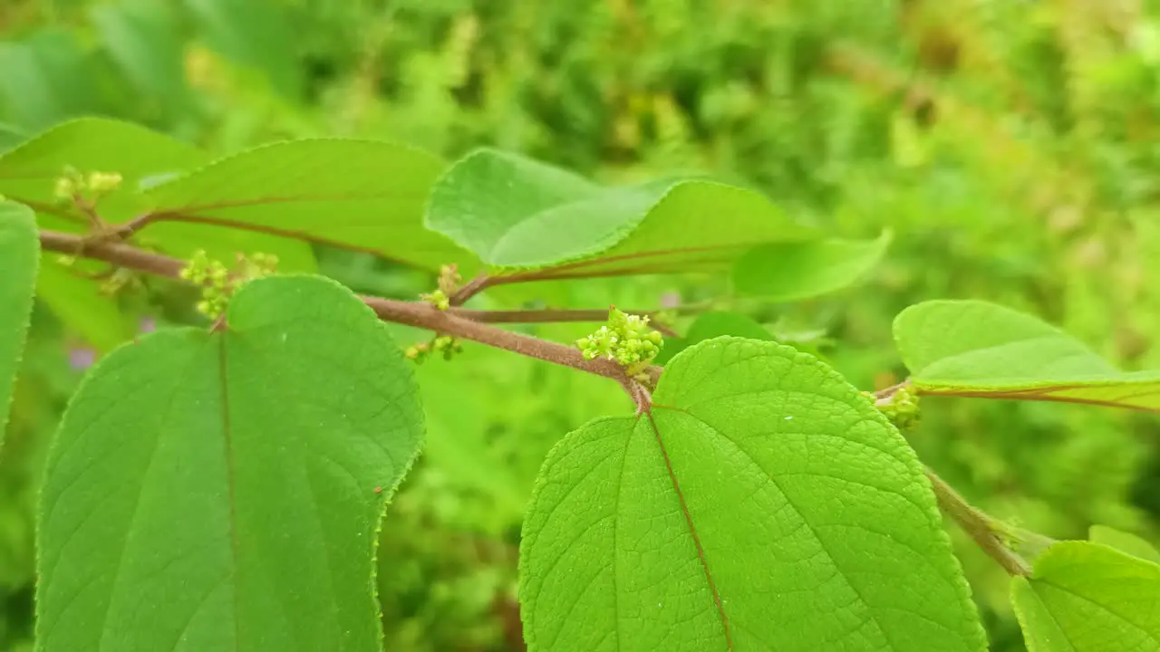 lose up of green leaves during the day