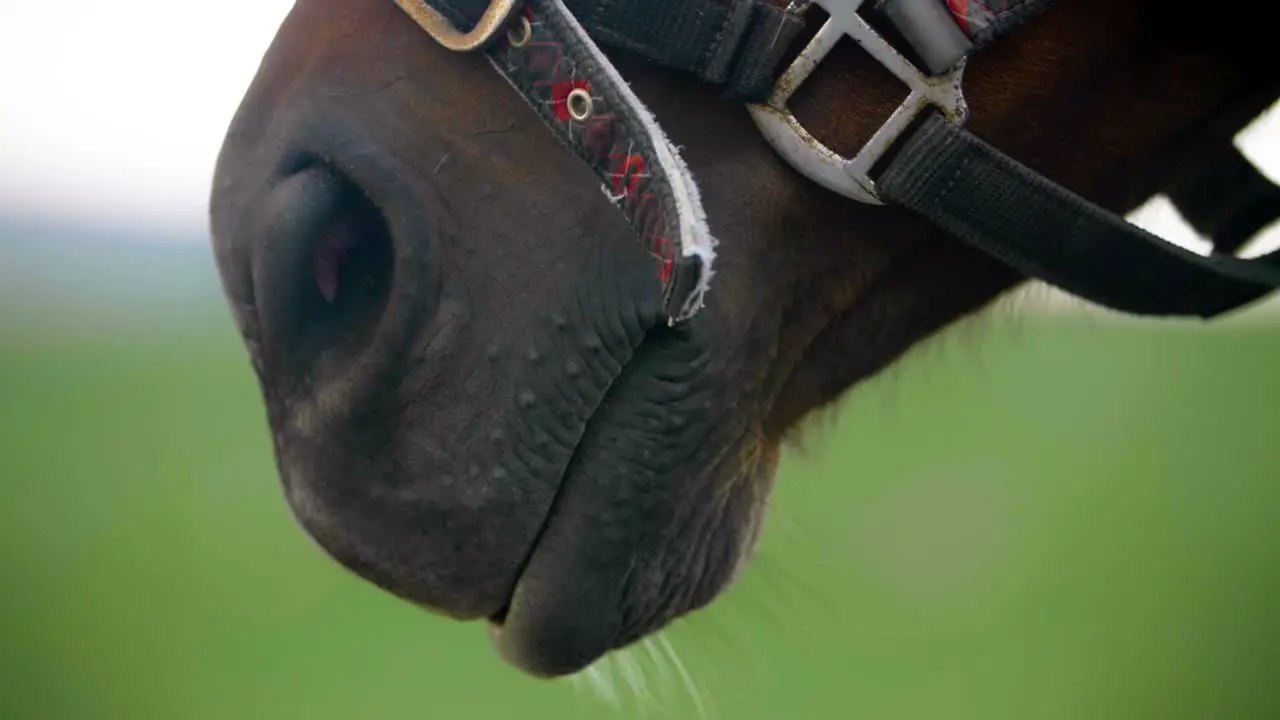 A horse's mouth wearing bridles in extreme close up