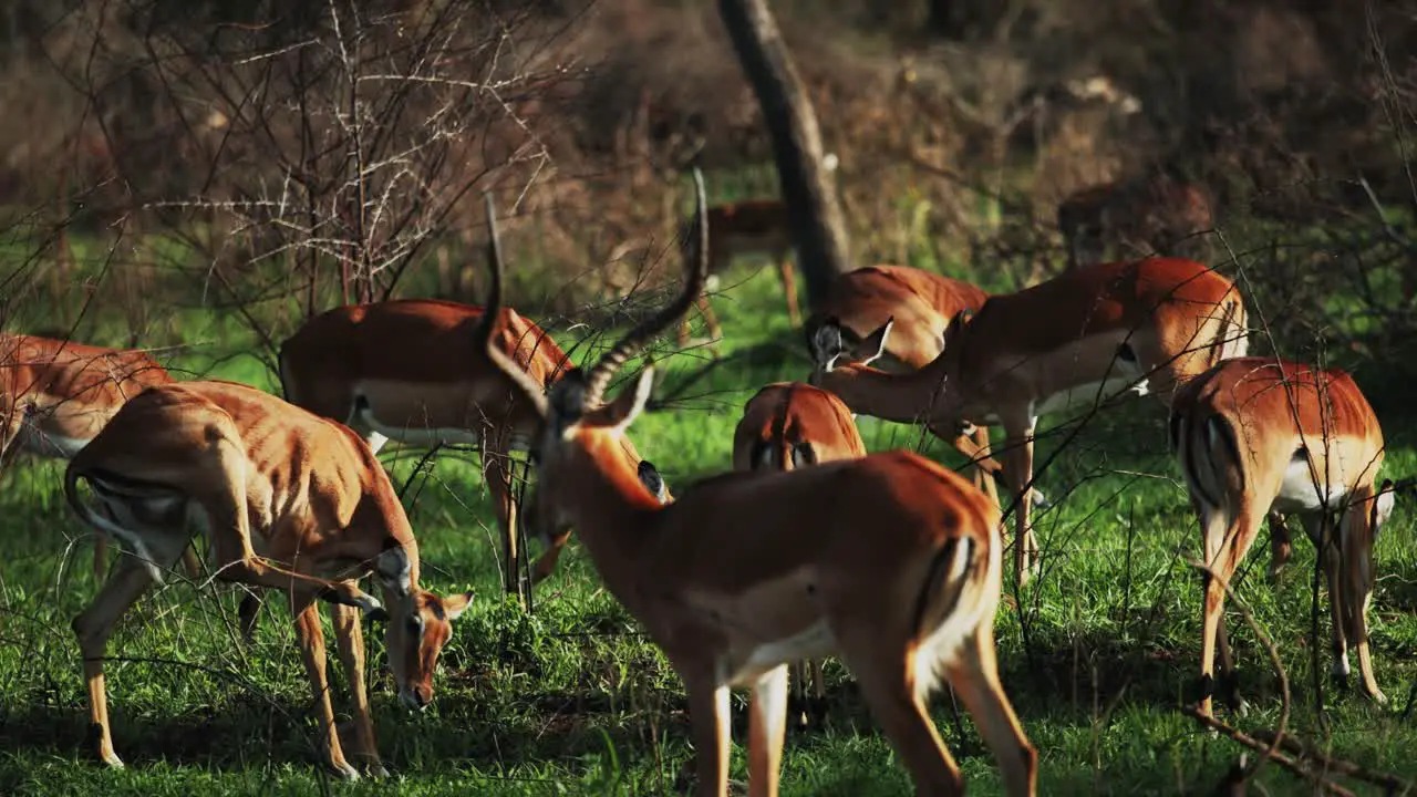 Group of impala antelope grazing on lush African landscape