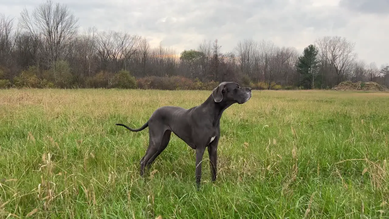 Adult Blue Female Great Dane In A Field Smelling