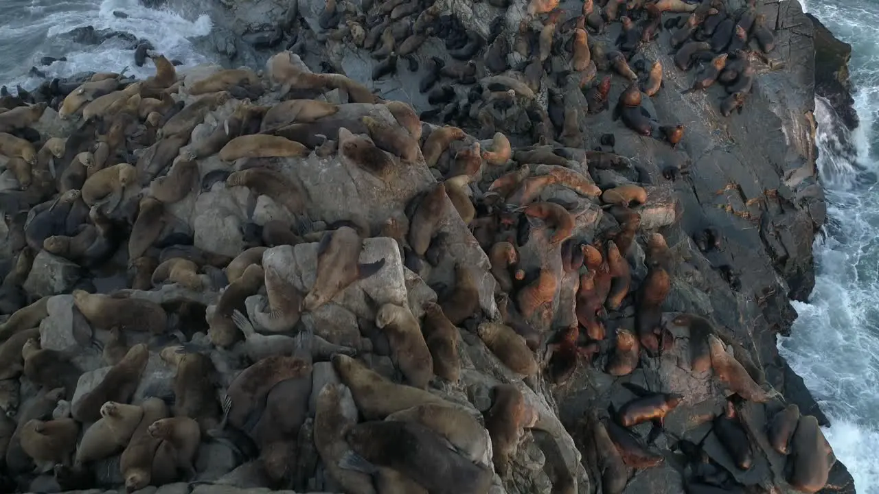 A Herd of Sea Lions and Seals on a Rock on the Beach Aerial Fly Over