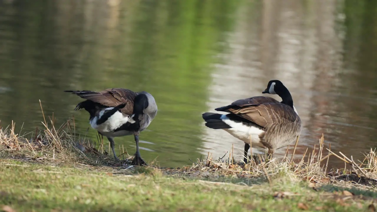 Two Canada Geese or Pair Canadian Geese Grooming Preening Plumage Feathers by the Pond In Berlin Park