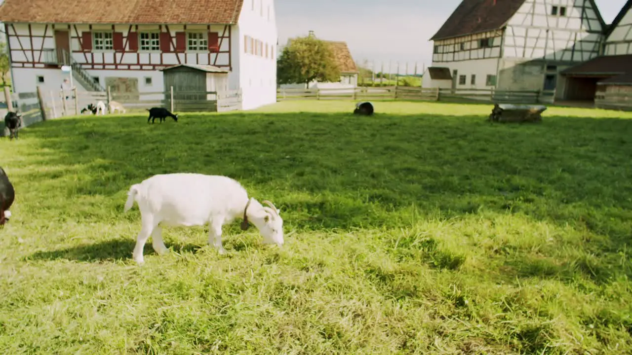 Wide shot of a white goat grazing on a meadow in an rural area