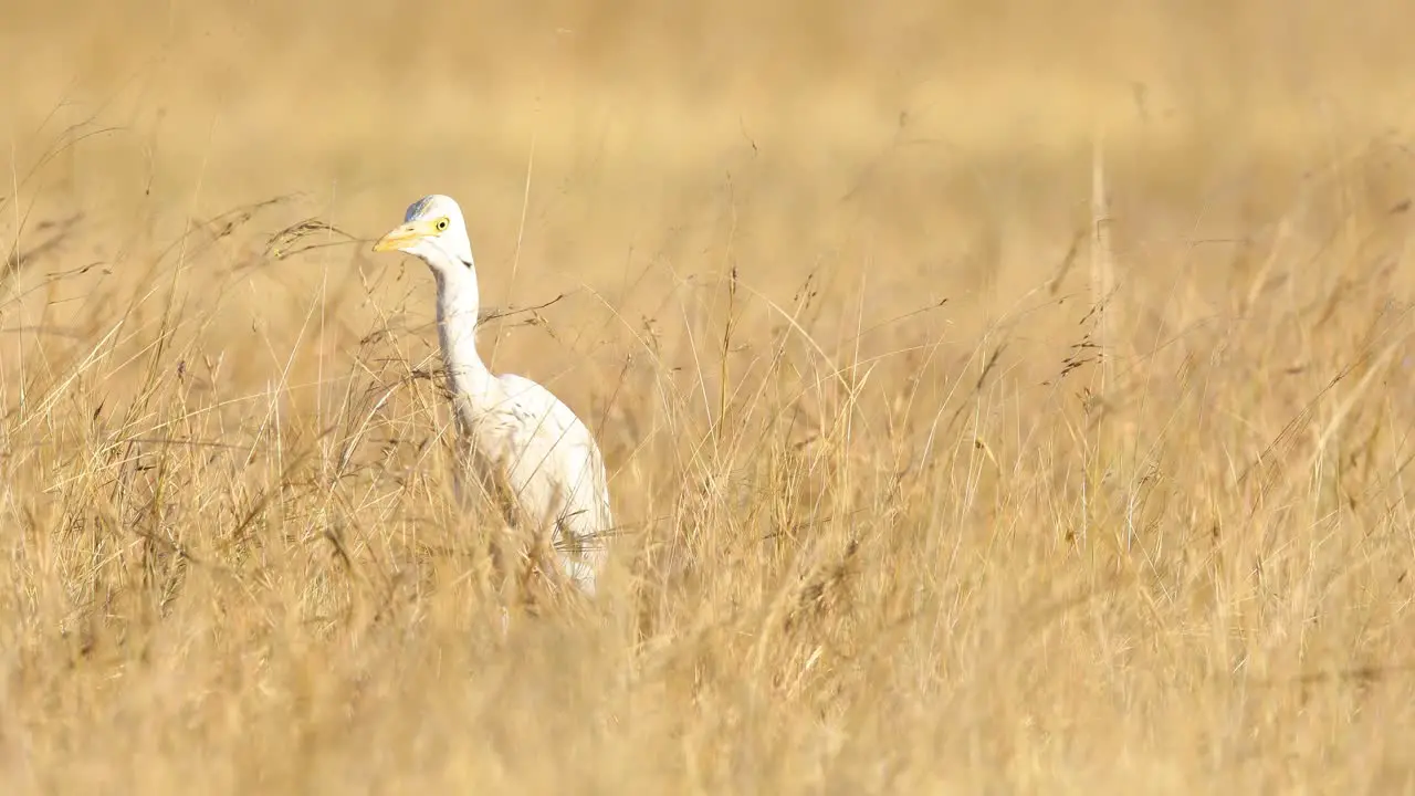 Cattle Egret Hunting for flying and hidden insects in the swaying grassland along with the swallows in India