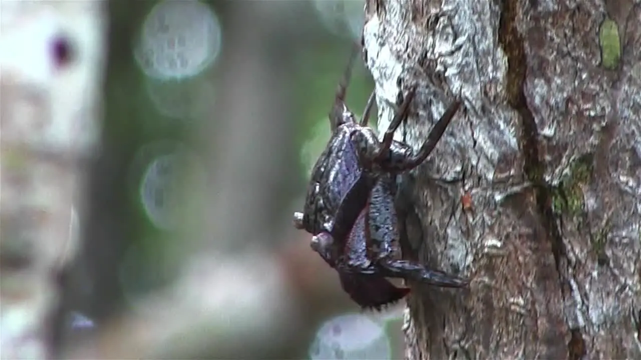 A crab climbs down a tree