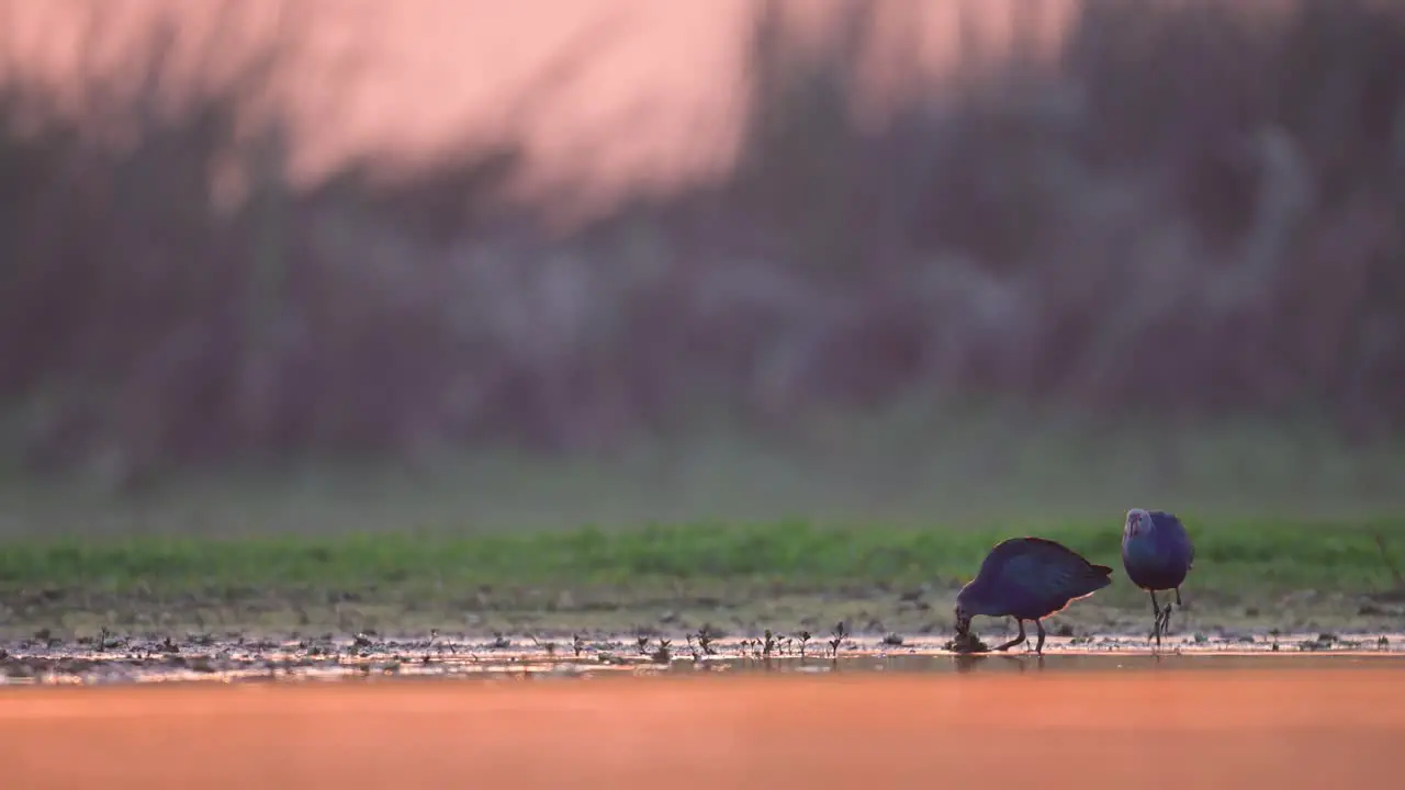 Close up Porphyrio porphyrio Purple Swamphen blue water bird walking along the bank of the swamp