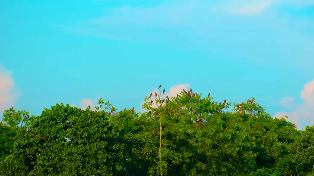 Black Kite Birds Perching On Trees At Natural Habitat Sanctuary