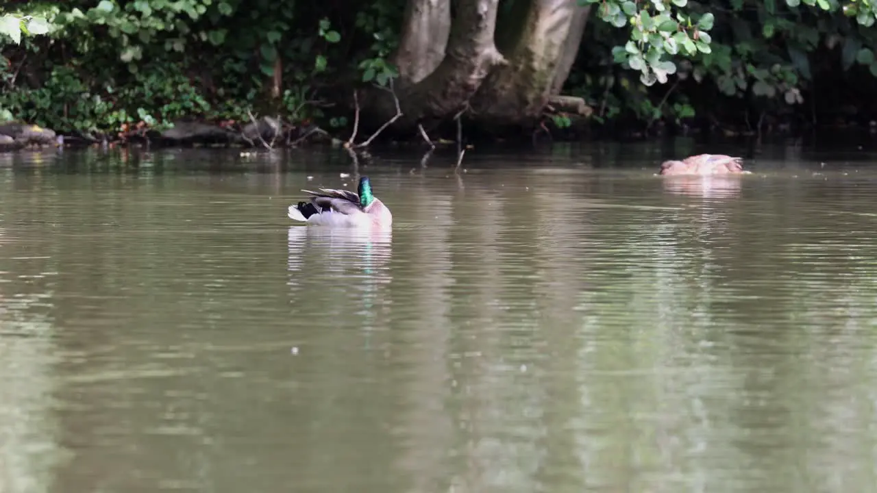 Mallard duck swims in a pond in Menden Sauerland