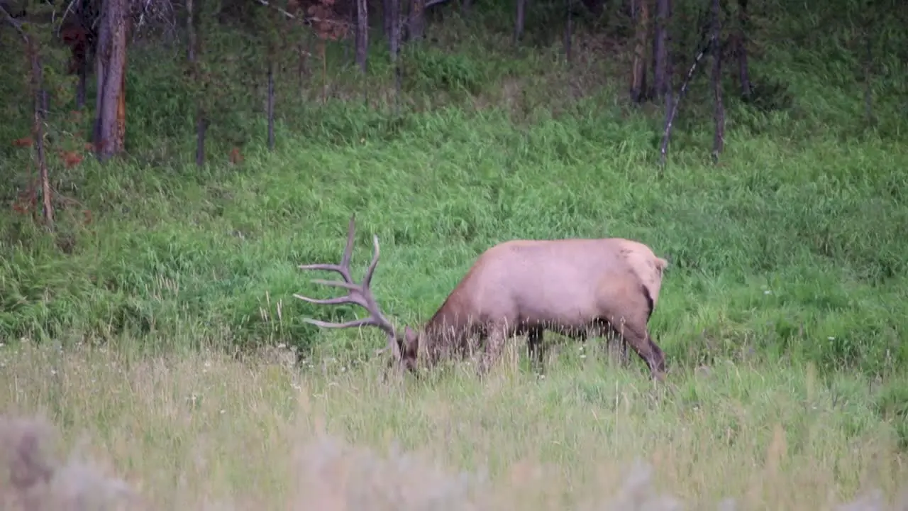 A Roosevelt Elk Grazing On The Green Grass At The Field In Wyoming wide shot