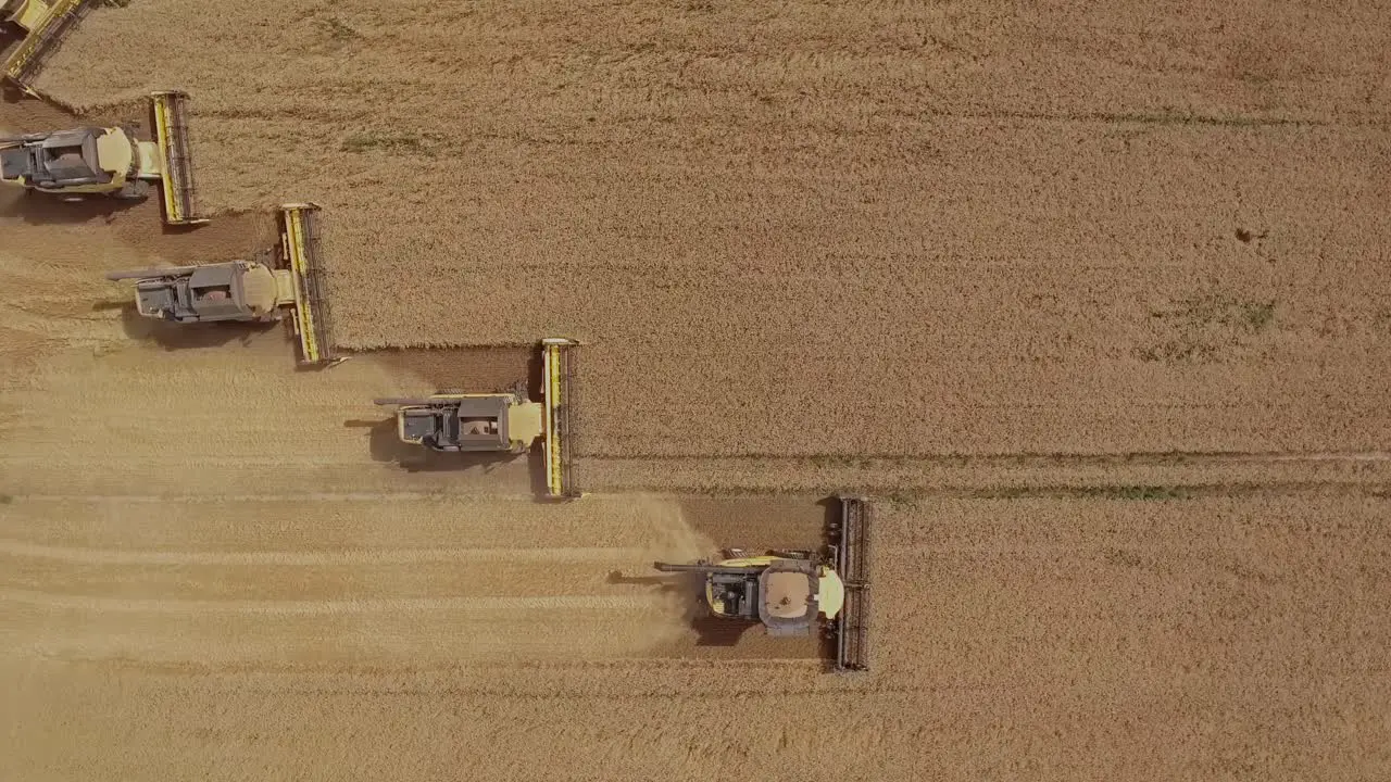 Top down ascending view of combine harvesters working in unison collecting wheat on a vast golden wheat field