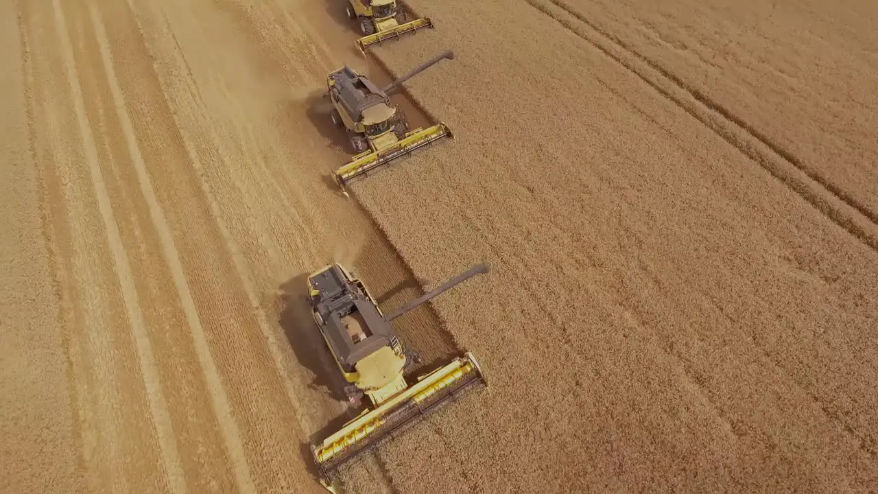 Beautiful cinematic top down shot of a group of combine harvesters collecting golden wheat during peak harvest season